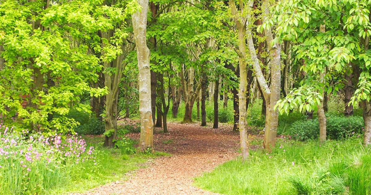 The Magic of Woodland Camping at New Farm Holidays